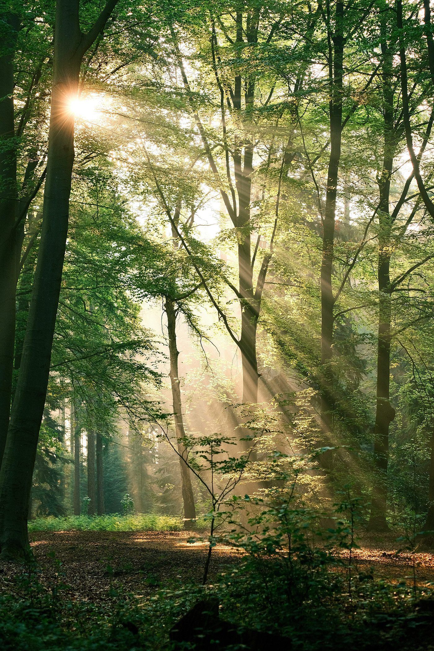 Van Gisbergen Makelaardij